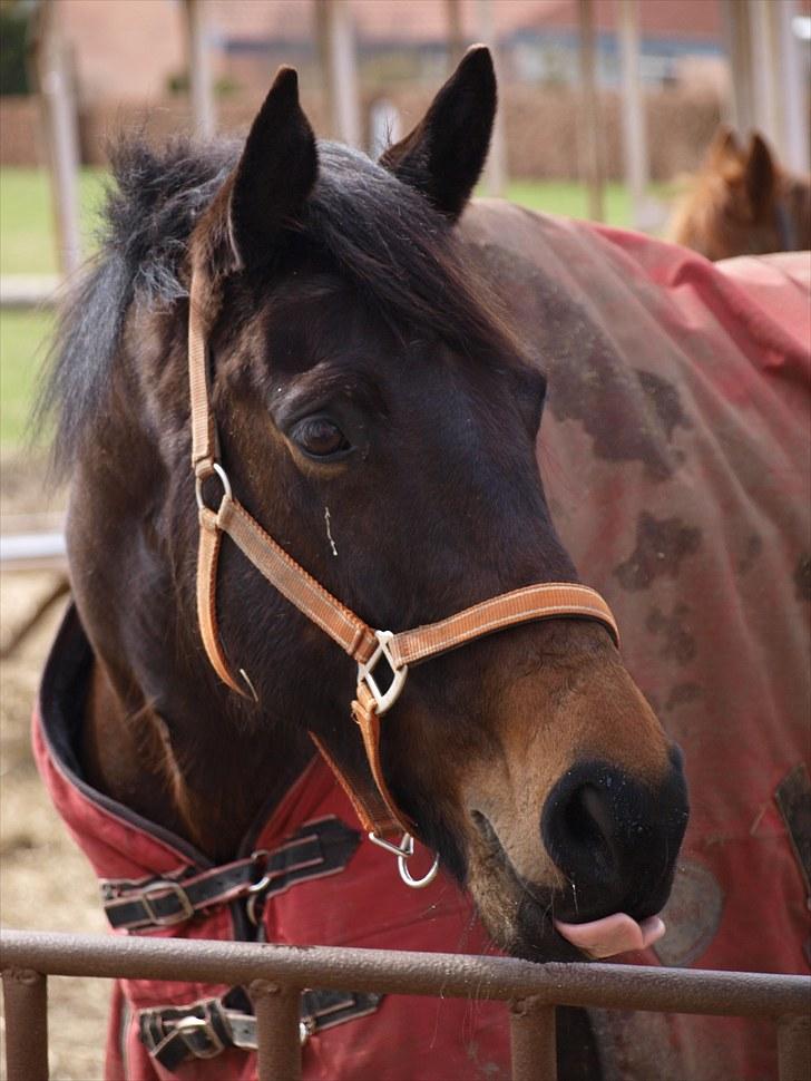 Oldenborg Visborggaards Starleth billede 10