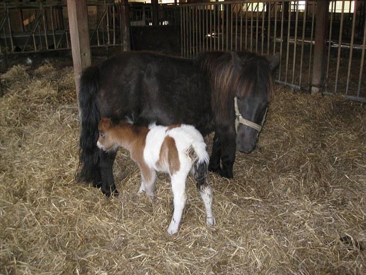 Shetlænder Ravnegårds Tootsie *Udlånt* billede 4