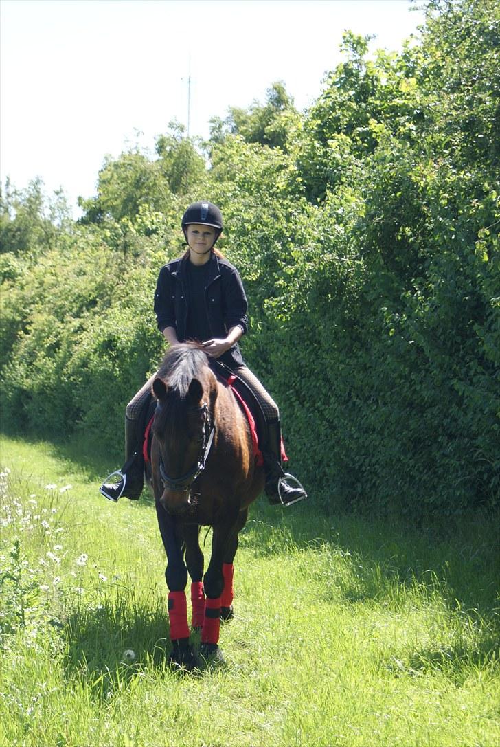 Oldenborg Visborggaards Starleth - på tur :) billede 12