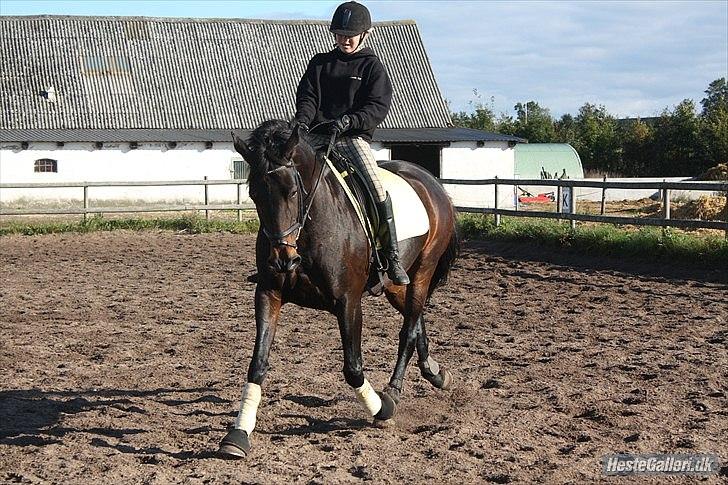 Oldenborg Visborggaards Starleth - ANE! foto: Marie Pinholt billede 13