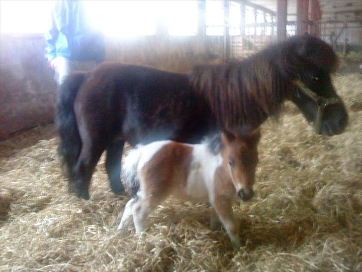 Shetlænder Ravnegårds Tootsie *Udlånt* billede 6