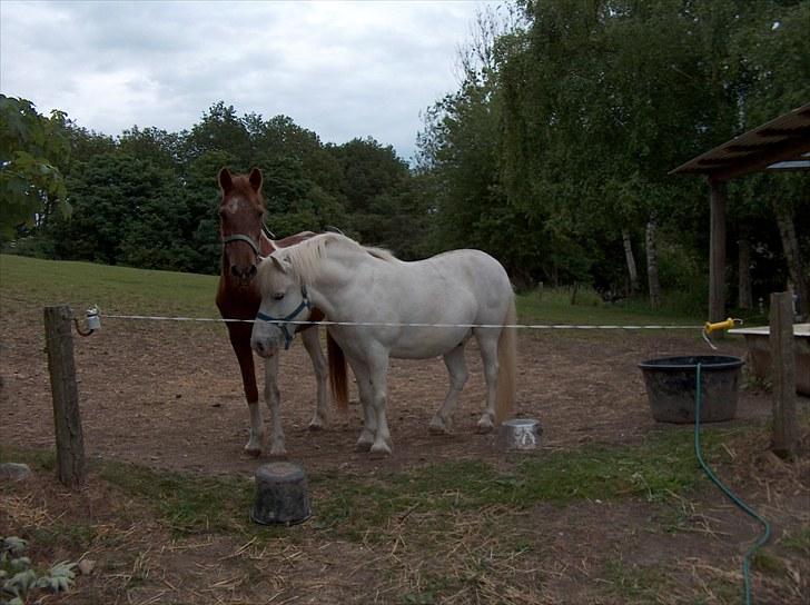 Anden særlig race Silver Star *solgt* billede 2