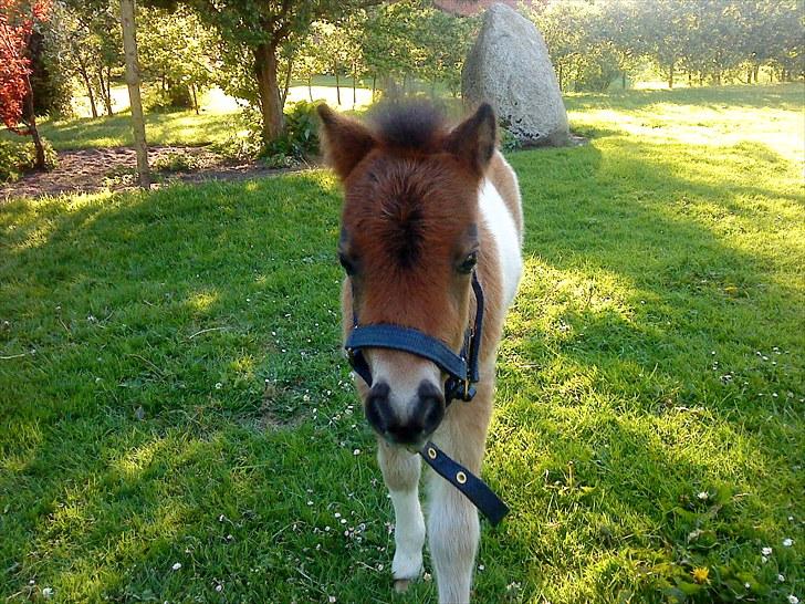 Shetlænder Rørsgaards Antonette - Velkommen til charme'tøsens side (: billede 1