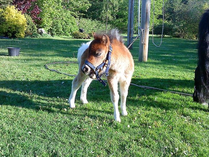 Shetlænder Rørsgaards Antonette billede 2