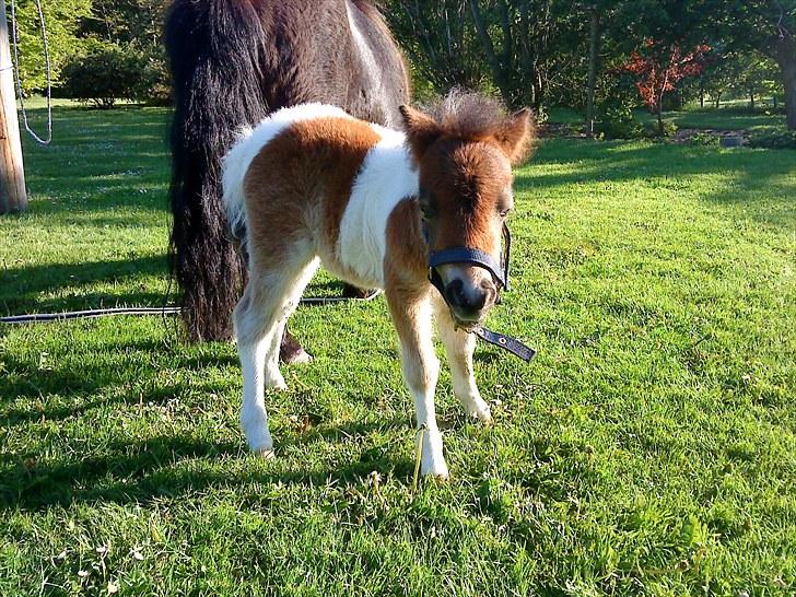 Shetlænder Rørsgaards Antonette billede 3