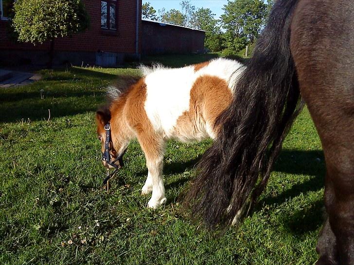 Shetlænder Rørsgaards Antonette billede 4