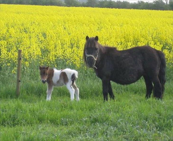 Shetlænder Rørsgaards Antonette - Antonette med mor Tootsie, her er lille'pigen kun et minutter gammel billede 5