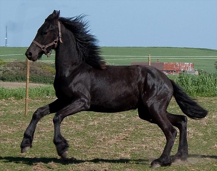 Frieser Eeke Van De Stoerstrang - Weeeeee..... Eeke som lille bitte 1-årig, på hendes første dag hos os... xD billede 13