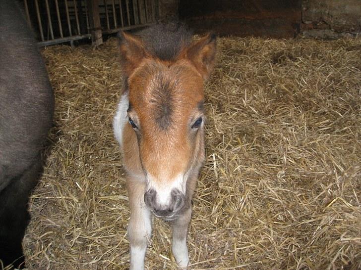 Shetlænder Rørsgaards Antonette billede 6
