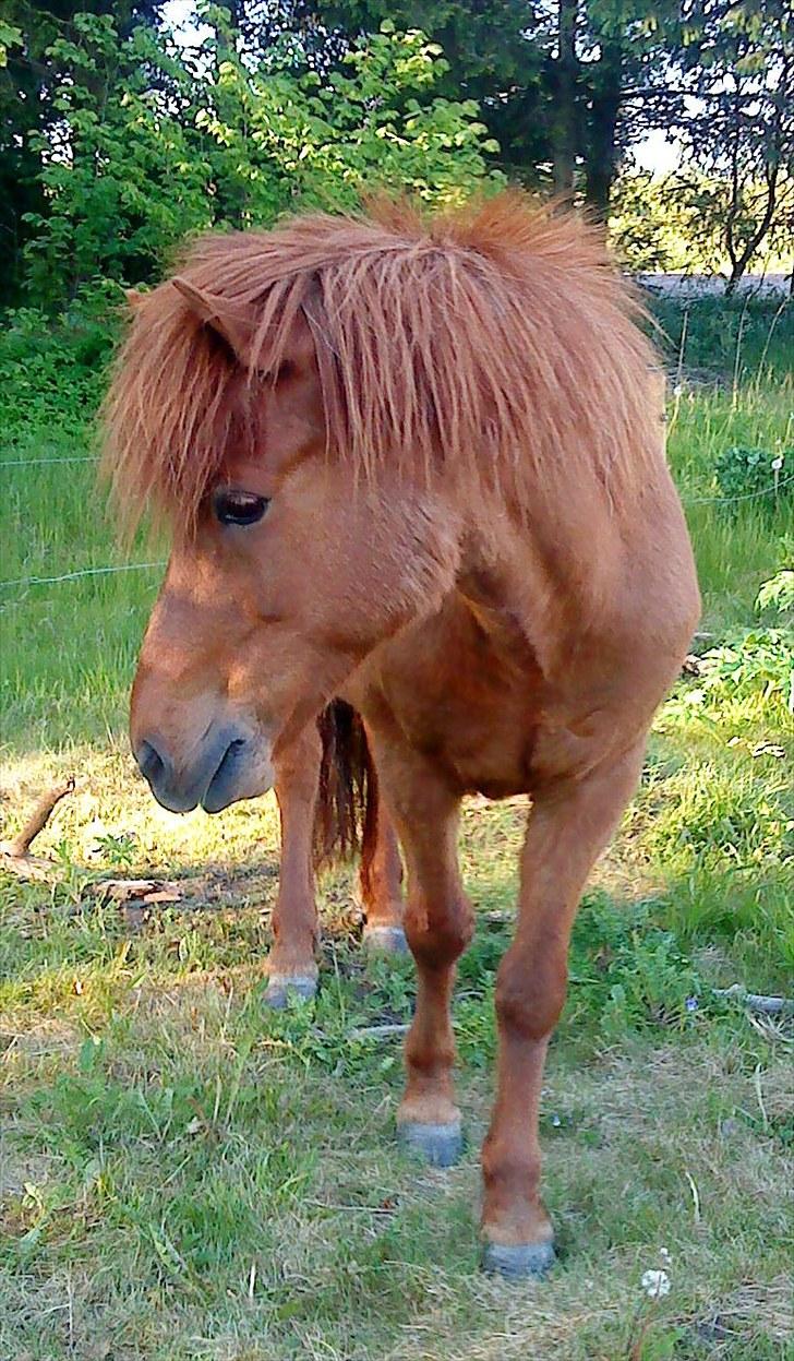 Islænder Baldi fra Hindø billede 17
