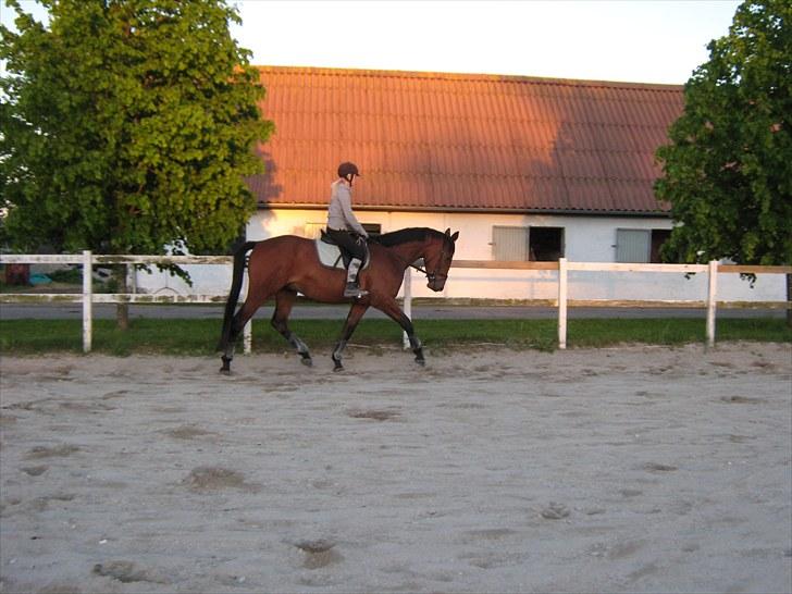 Dansk Varmblod Fredbo's Accord billede 17