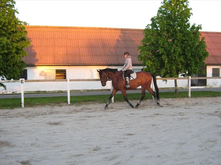 Dansk Varmblod Fredbo's Accord billede 18