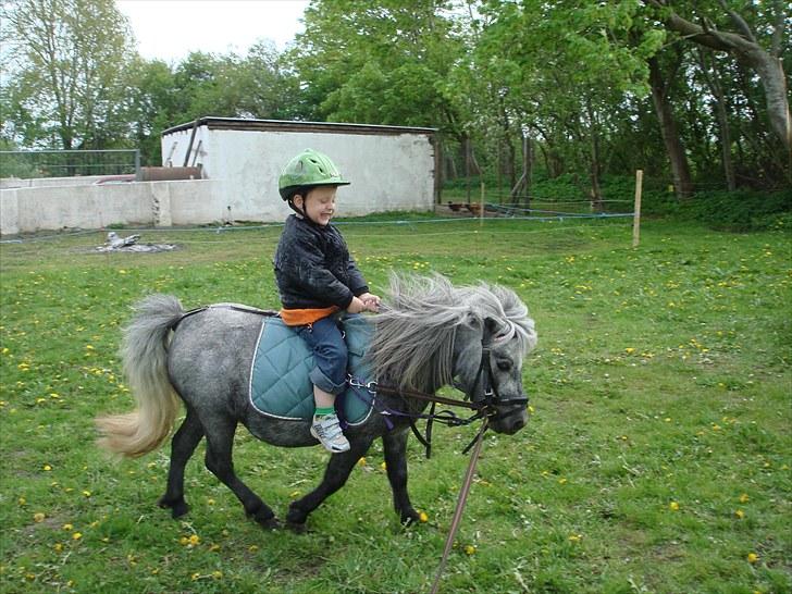 Miniature Sille billede 11