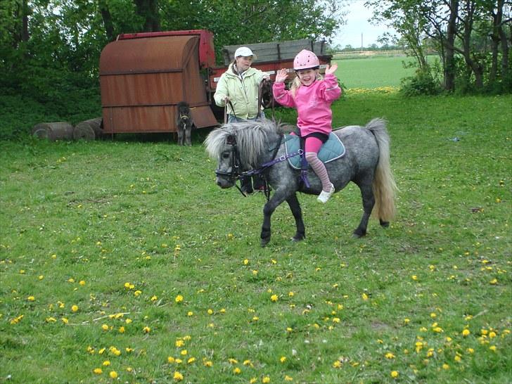 Miniature Sille billede 12