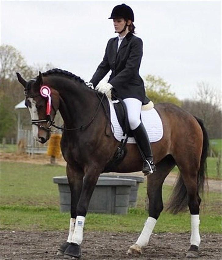 Dansk Varmblod Down Town Rex (Malou) billede 1