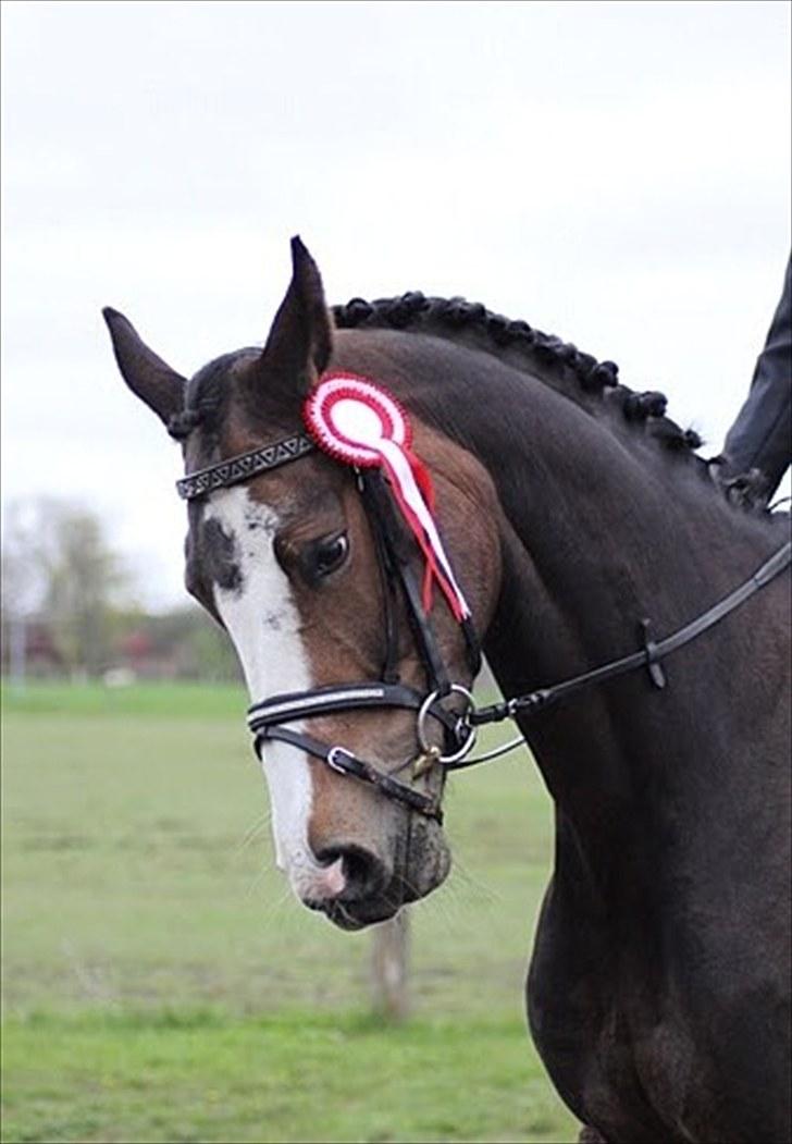 Dansk Varmblod Down Town Rex (Malou) billede 2