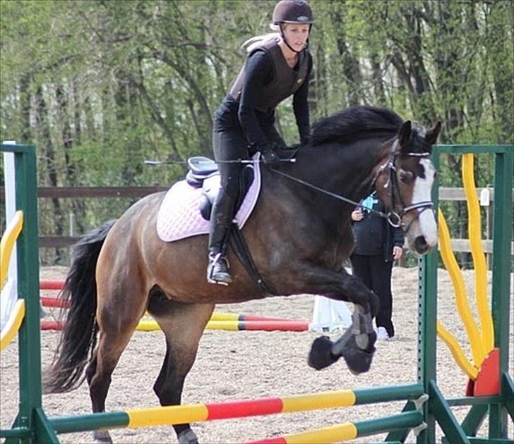 Dansk Varmblod Down Town Rex (Malou) billede 3