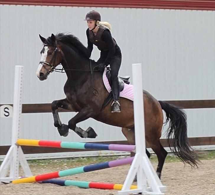 Dansk Varmblod Down Town Rex (Malou) billede 4