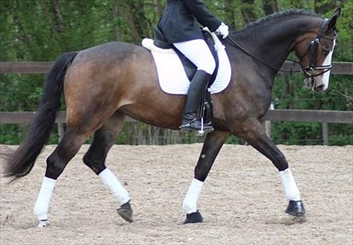 Dansk Varmblod Down Town Rex (Malou) billede 5