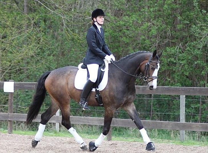 Dansk Varmblod Down Town Rex (Malou) billede 6