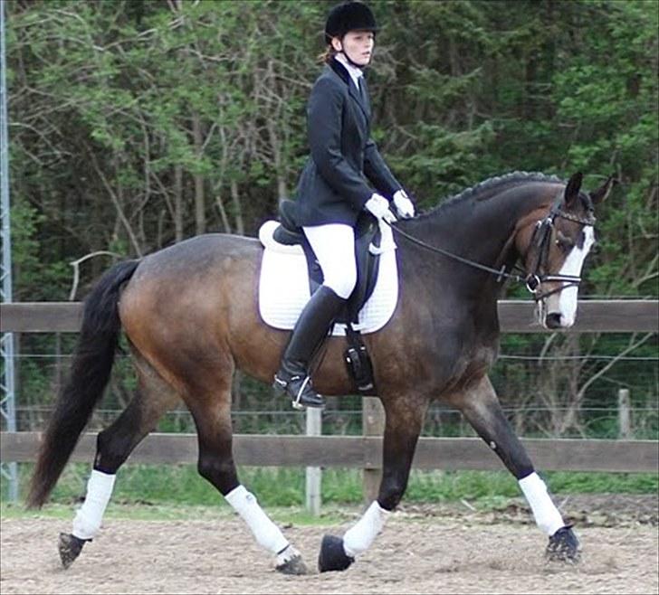 Dansk Varmblod Down Town Rex (Malou) billede 7