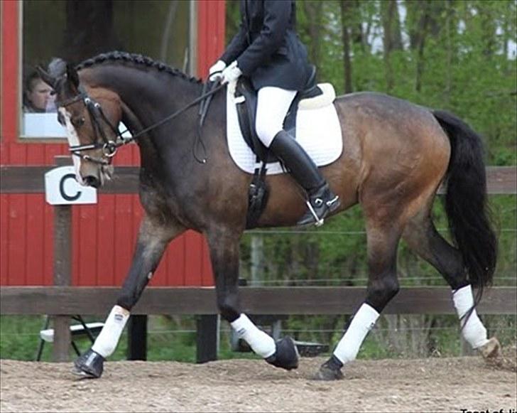 Dansk Varmblod Down Town Rex (Malou) billede 8