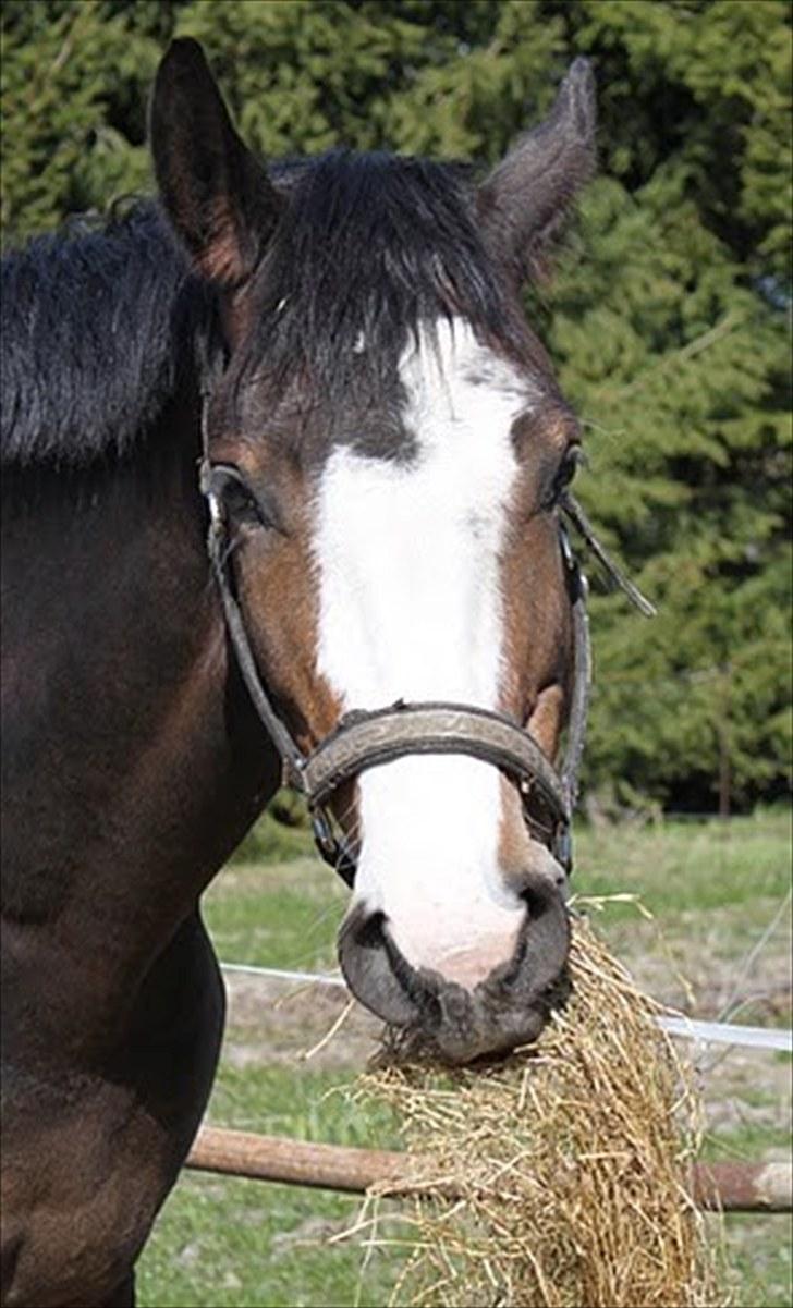 Dansk Varmblod Down Town Rex (Malou) billede 9