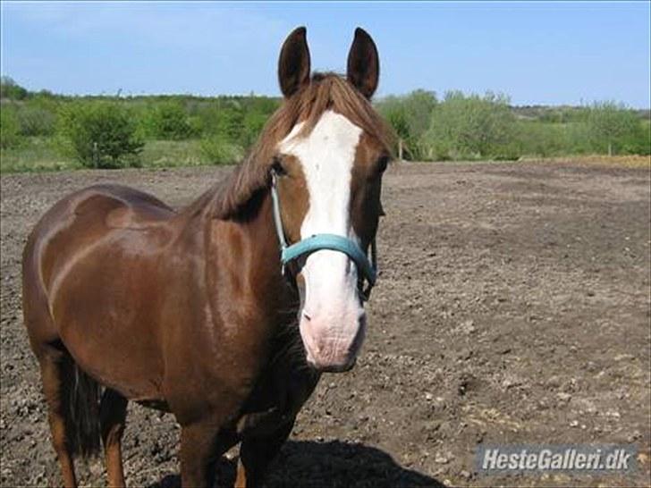 Anden særlig race Jason *RIP* billede 1