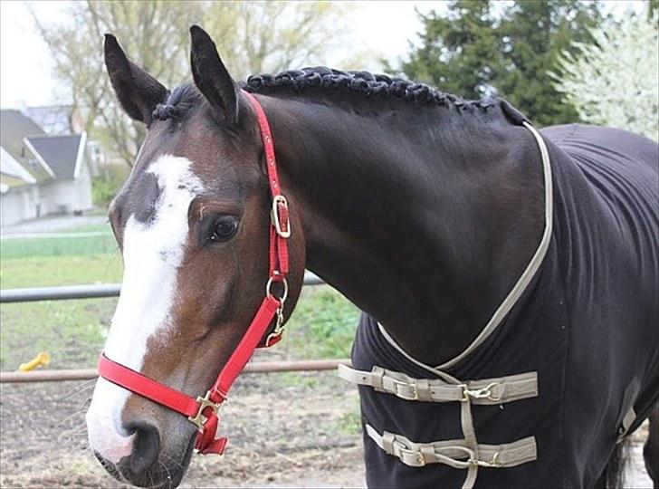 Dansk Varmblod Down Town Rex (Malou) billede 10