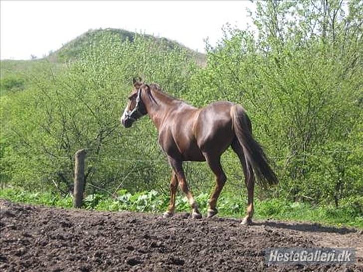 Anden særlig race Jason *RIP* billede 2