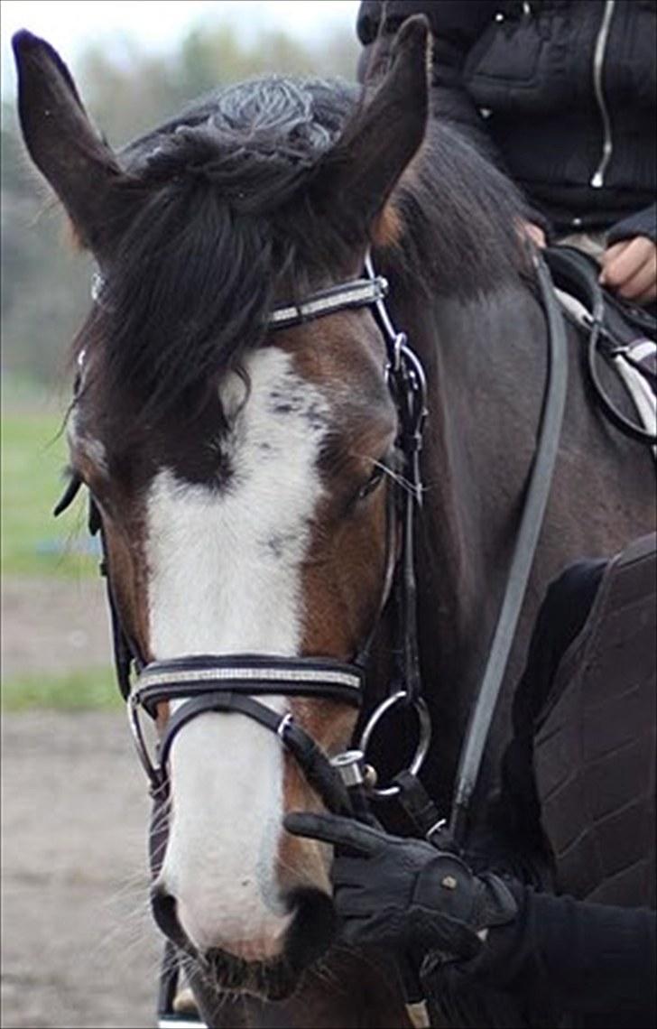 Dansk Varmblod Down Town Rex (Malou) billede 11