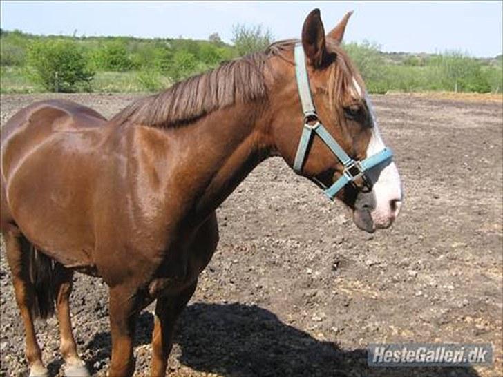 Anden særlig race Jason *RIP* billede 3