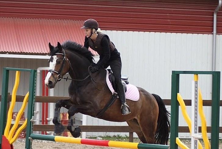 Dansk Varmblod Down Town Rex (Malou) billede 12