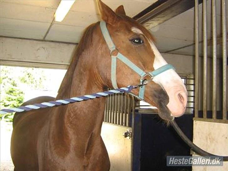 Anden særlig race Jason *RIP* billede 4