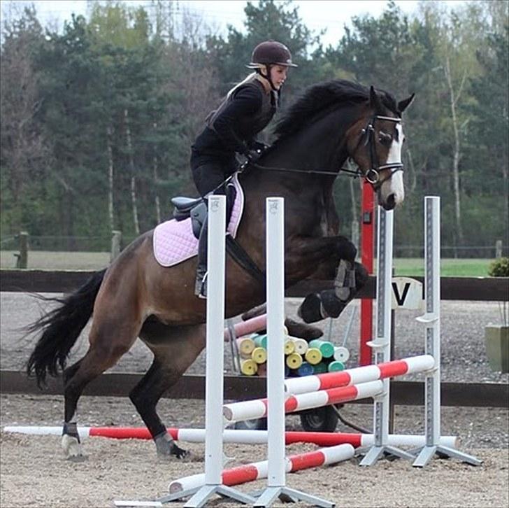 Dansk Varmblod Down Town Rex (Malou) billede 13