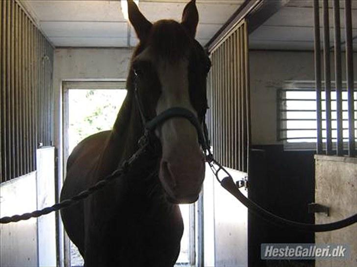 Anden særlig race Jason *RIP* billede 5