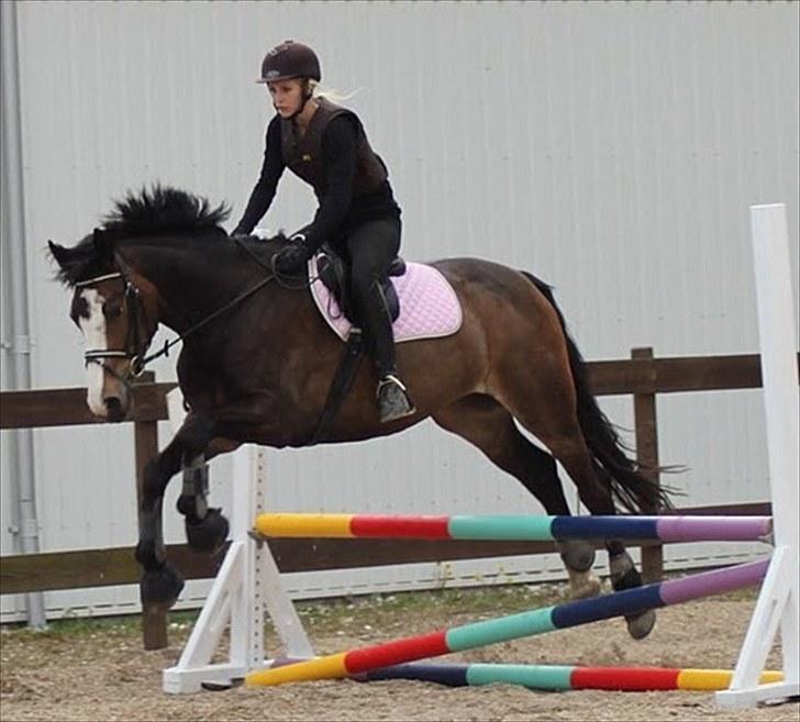 Dansk Varmblod Down Town Rex (Malou) billede 14