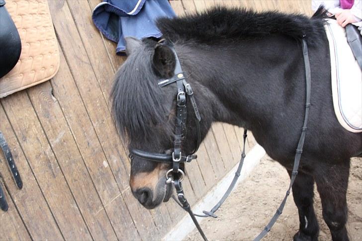 Shetlænder whisky billede 9