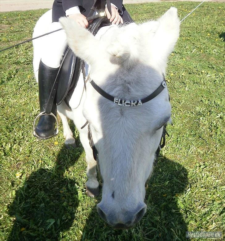 Shetlænder Flicka billede 6