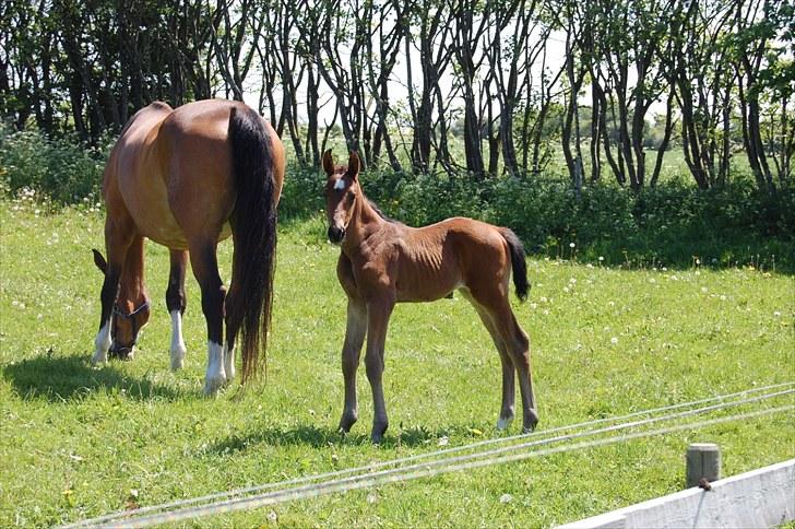 Dansk Varmblod Højgårds Luroso billede 11