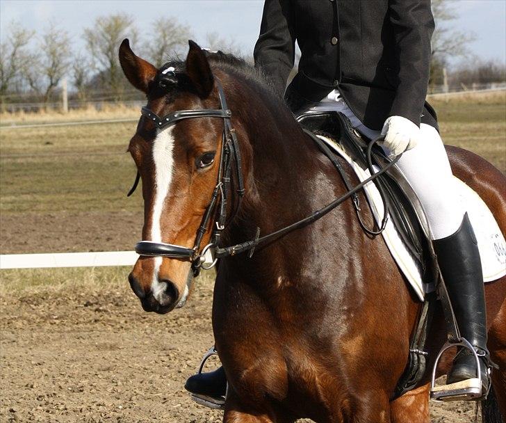 Welsh Partbred (Sec F) stjerneponyen MissDaisy:* - min elskede pony<3 bedsted stævne foto: charlotte bloch jørgensen. billede 2