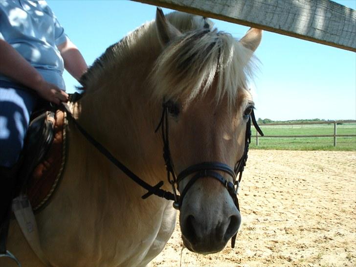 Fjordhest William *gammel part* billede 1