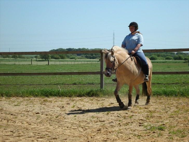 Fjordhest William *gammel part* billede 2