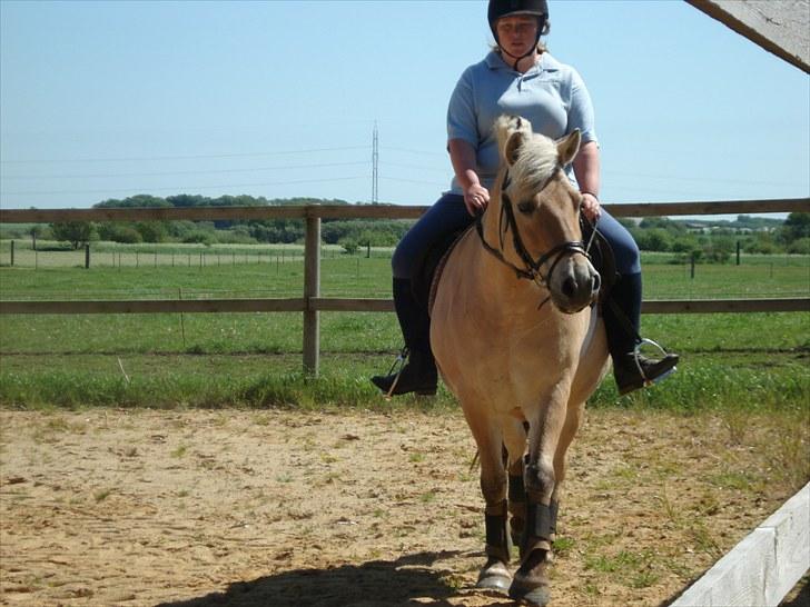 Fjordhest William *gammel part* billede 3