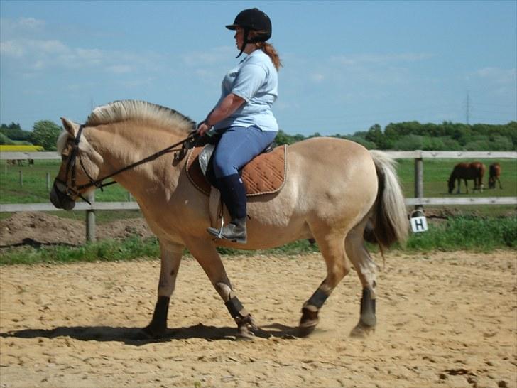 Fjordhest William *gammel part* billede 4