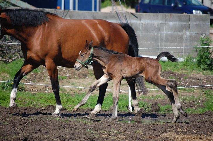 Dansk Varmblod Castor billede 6