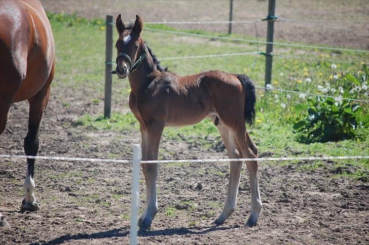 Dansk Varmblod Castor billede 7
