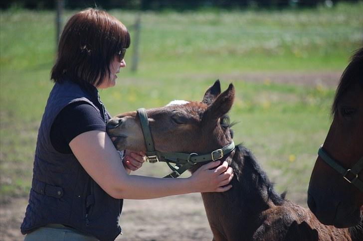 Dansk Varmblod Castor billede 8