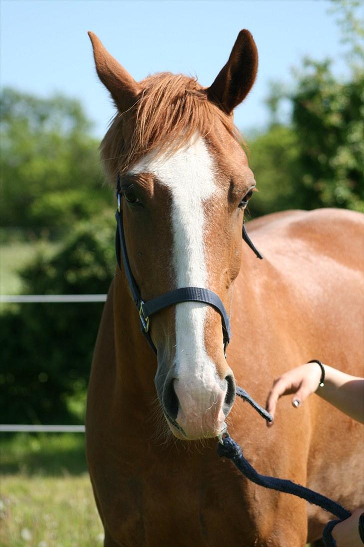 Anden særlig race Lex R.I.P - Lex på græs d. 4/6 :DD foto: Siff billede 13