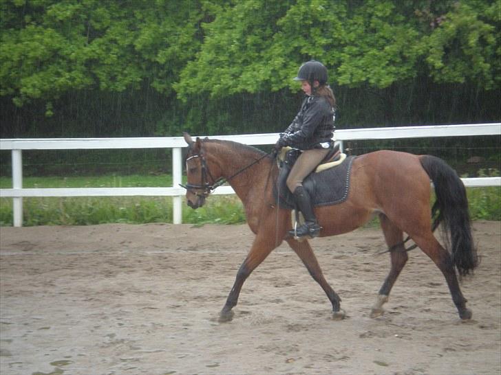 Anden særlig race Surviver SOLGT billede 9